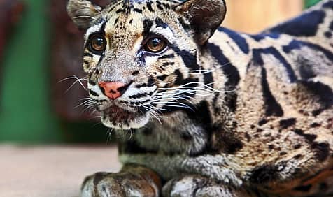 International Clouded Leopard Day