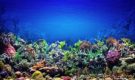International Day for Biological Diversity