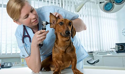 International Day of Veterinary Medicine