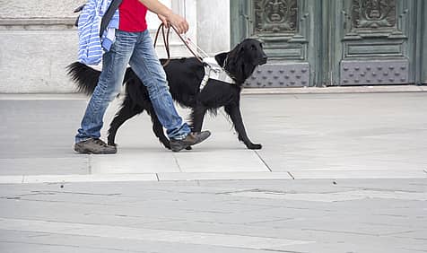 International Guide Dog Day