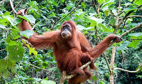 International Orangutan Day