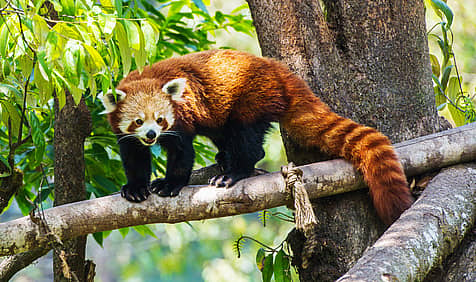 International Red Panda Day