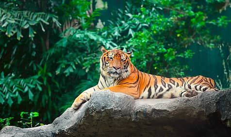 International Tiger Day