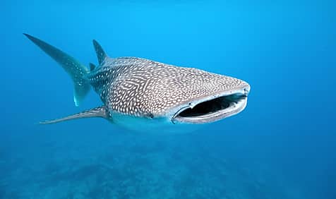 International Whale Shark Day