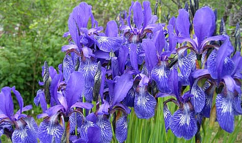 Iris Day