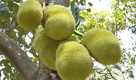 Jackfruit Day