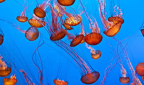 World Jellyfish Day