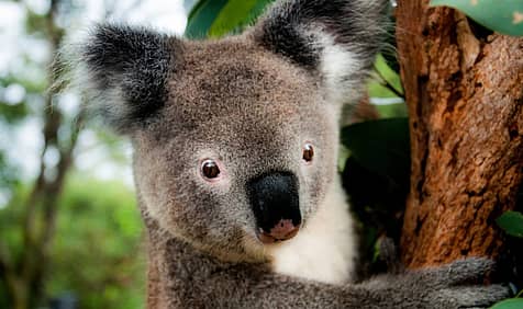 Save the Koala Day