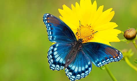 National Learn About Butterflies Day