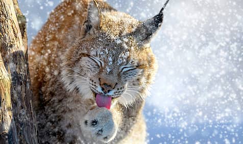 International Lynx Day
