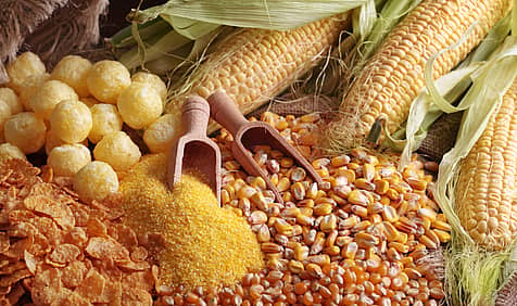 Maize Day