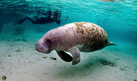 Manatee Appreciation Day