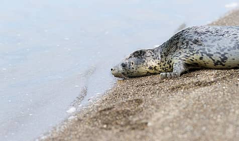 Marine Mammal Rescue Day