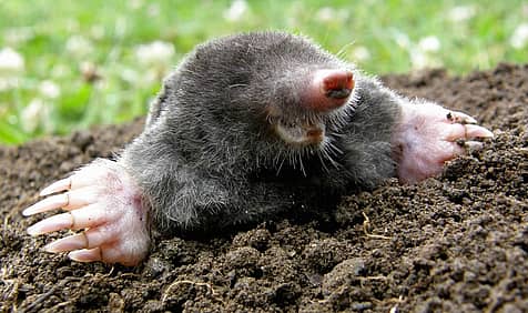 National Mole Day