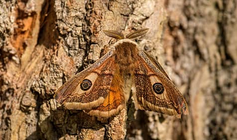 National Moth Week