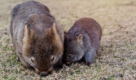 Wombat Day