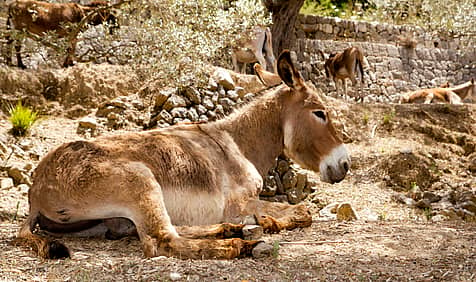 National Mule Day