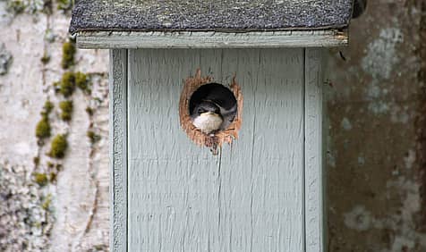 National Nest Box Week