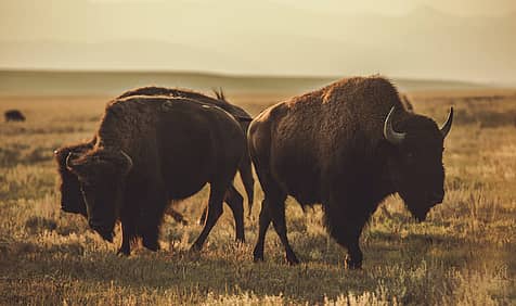 National Bison Day