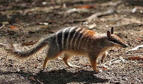 World Numbat Day