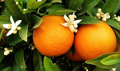 National Orange Blossom Day