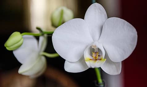 National Orchid Day