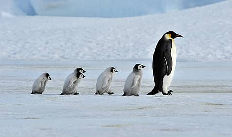 Penguin Awareness Day