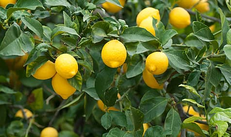 Plant a Lemon Tree Day