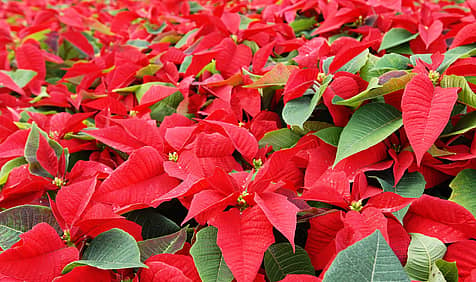 National Poinsettia Day