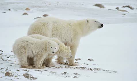 International Polar Bear Day