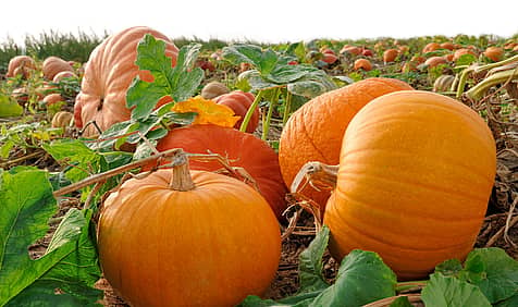 National Pumpkin Day