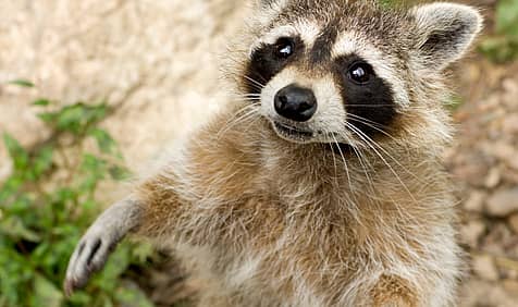 International Raccoon Appreciation Day