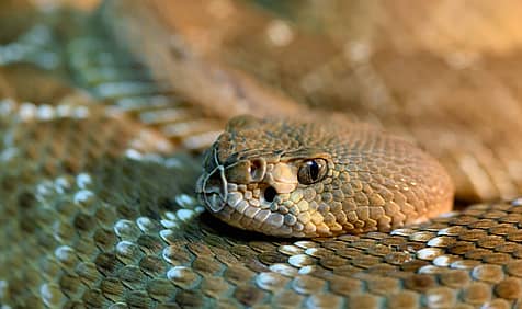 Rattlesnake Roundup Day