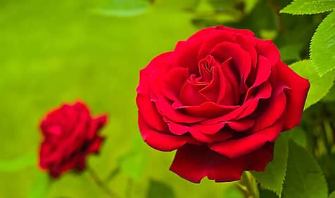 National Red Rose Day