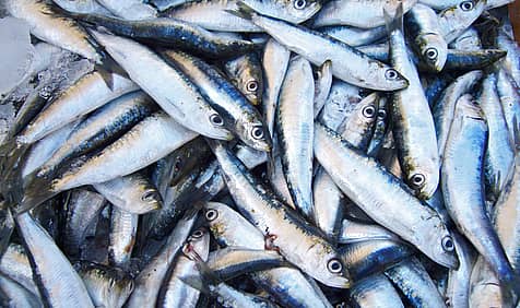 National Sardines Day