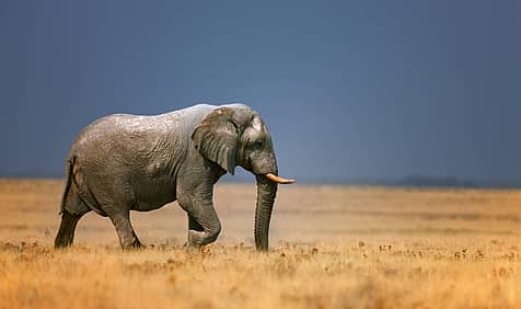 Save The Elephant Day