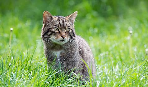 Scottish Wildcat Day