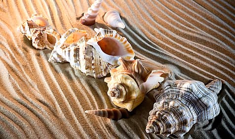 National Seashell Day