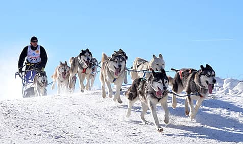 National Sled Dog Day