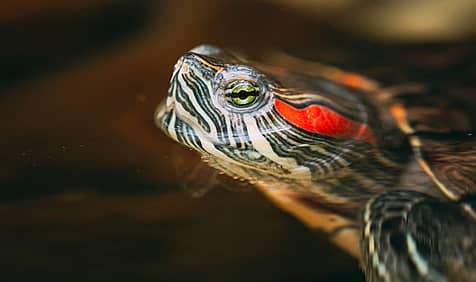 Turtle Adoption Day