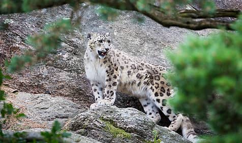 International Snow Leopard Day