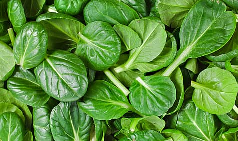 National Spinach Day