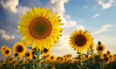 National Sunflower Day