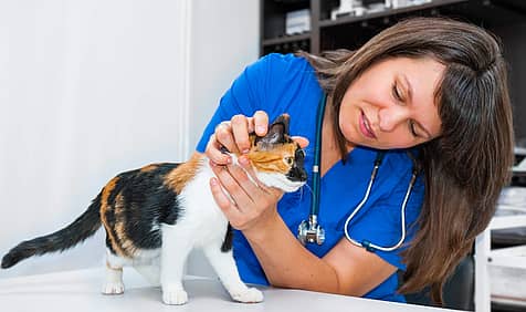 National Take Your Cat to the Vet Day