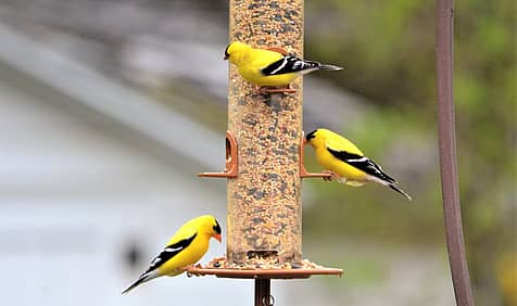 Feed the Birds Day