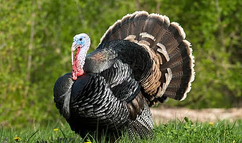 National Turkey Lovers’ Day