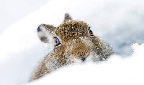 Mountain Hare Day