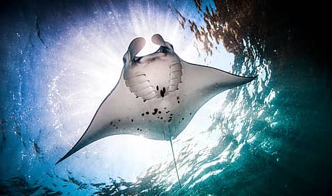 World Manta Day