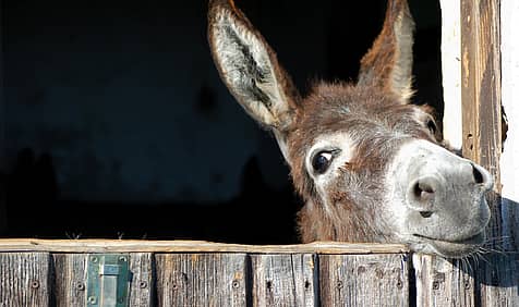 World Donkey Day