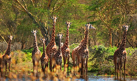 World Giraffe Day